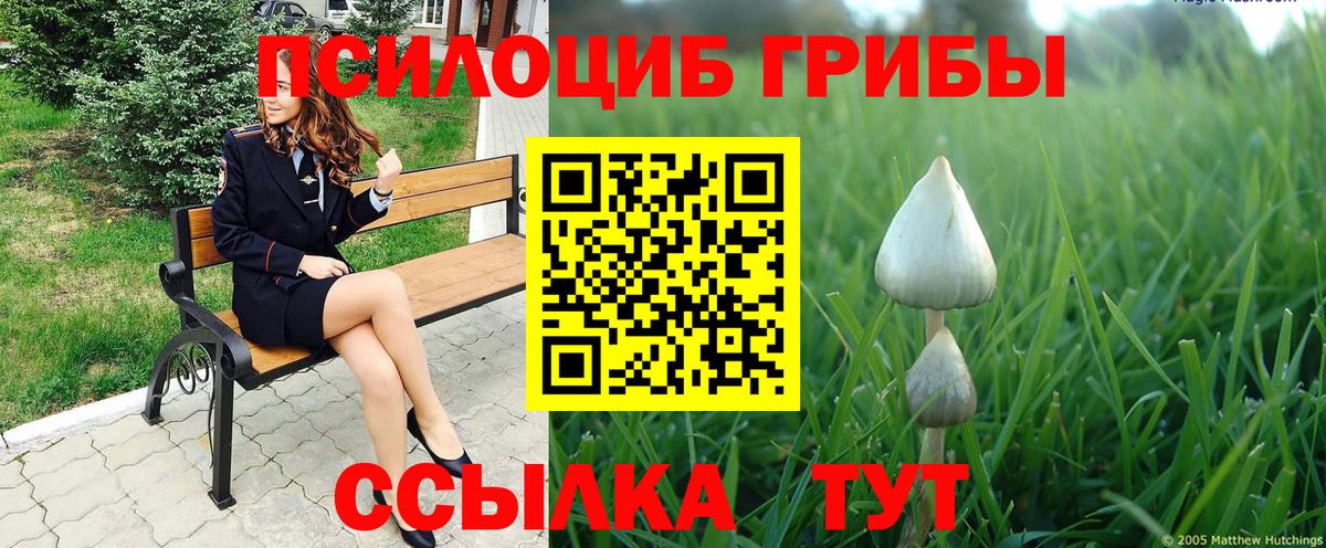 где купить наркоту  Псилоцибиновые грибы GOLDEN TEACHER  Вход с VPN  Рассказово 